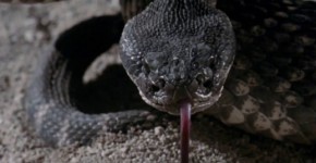 cheryl smith cherie currie nude free hentai xxx, urithangat