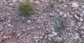 Blowjob_Porn_GIF_9805_lustful.su, ScarlettRarr315