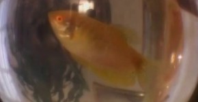 Anal mermaid, melvin23
